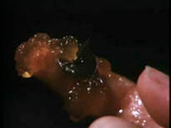 Still 5