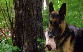 Gooood doggy!... ;)