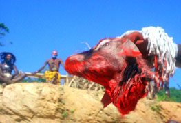 A head of an animal...