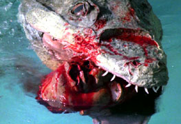 Fake crocodile }:>
