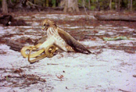 An eagle and a snake...