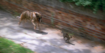 The opening chase...