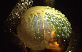 An egg... ;)