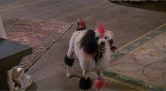 The punk-dog :)