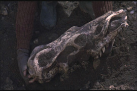 The mysterious skull...