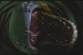 The worm itself...