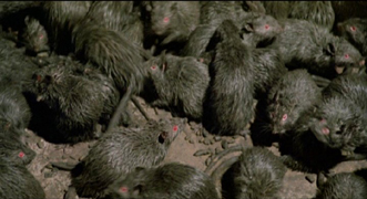 Guinea pigs... ;)